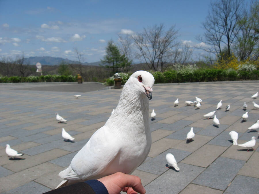 鸽子