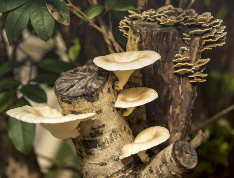 野生蘑菇-平菇