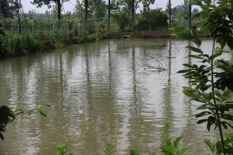 农村的池塘