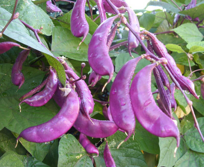 紫色鹅眉豆
